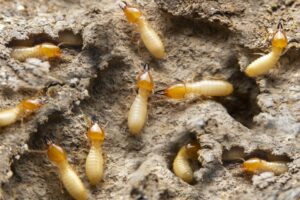 Termites Kalotermes