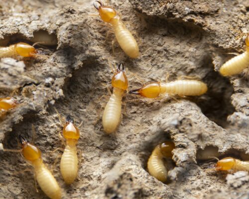 Termites Kalotermes